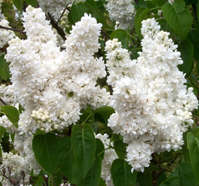     Syringa vulgaris Madame Lemoine  